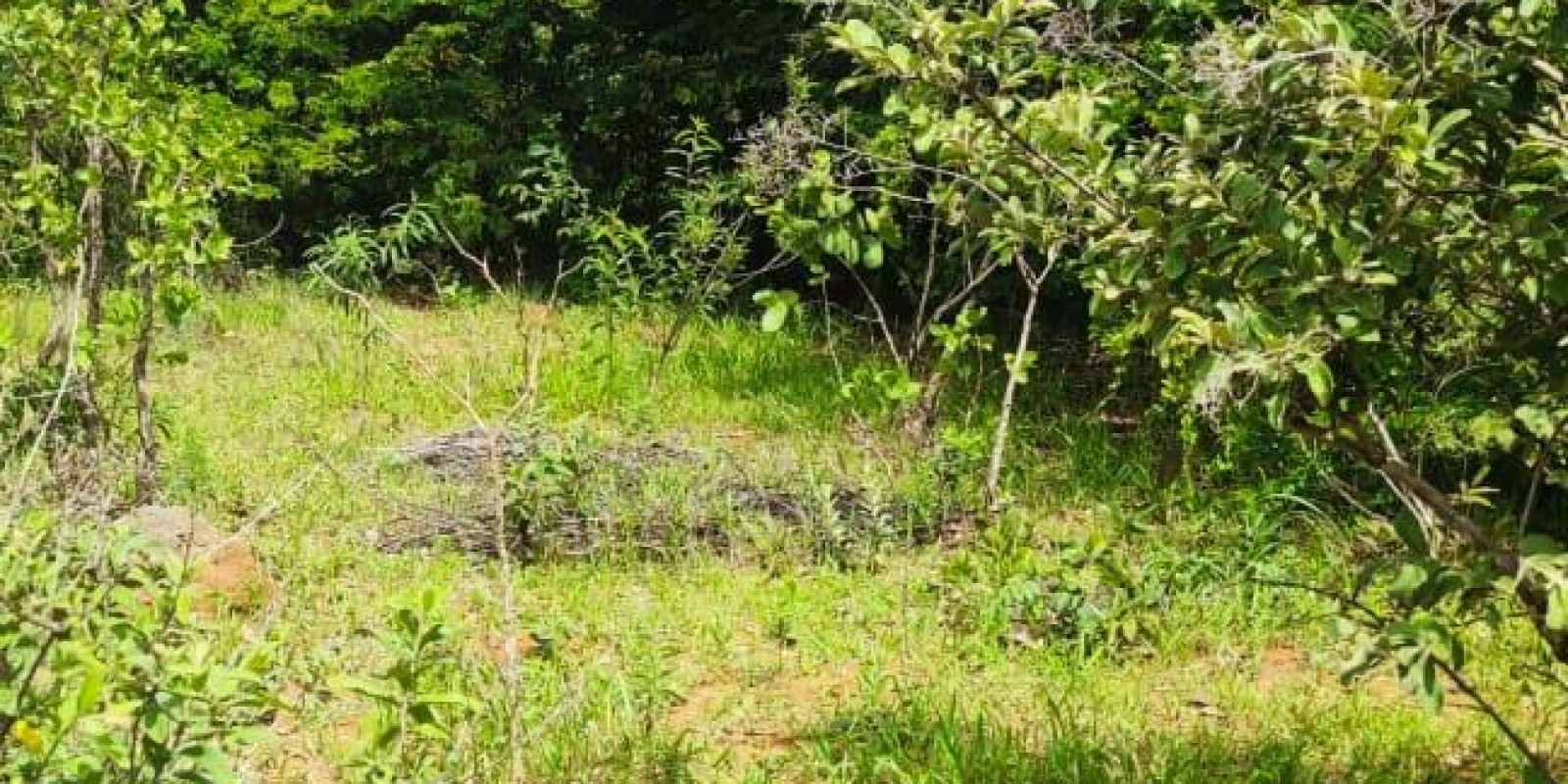 TERRENO À VENDA EM CAETANOPOLIS-MG - Foto 1 de 1