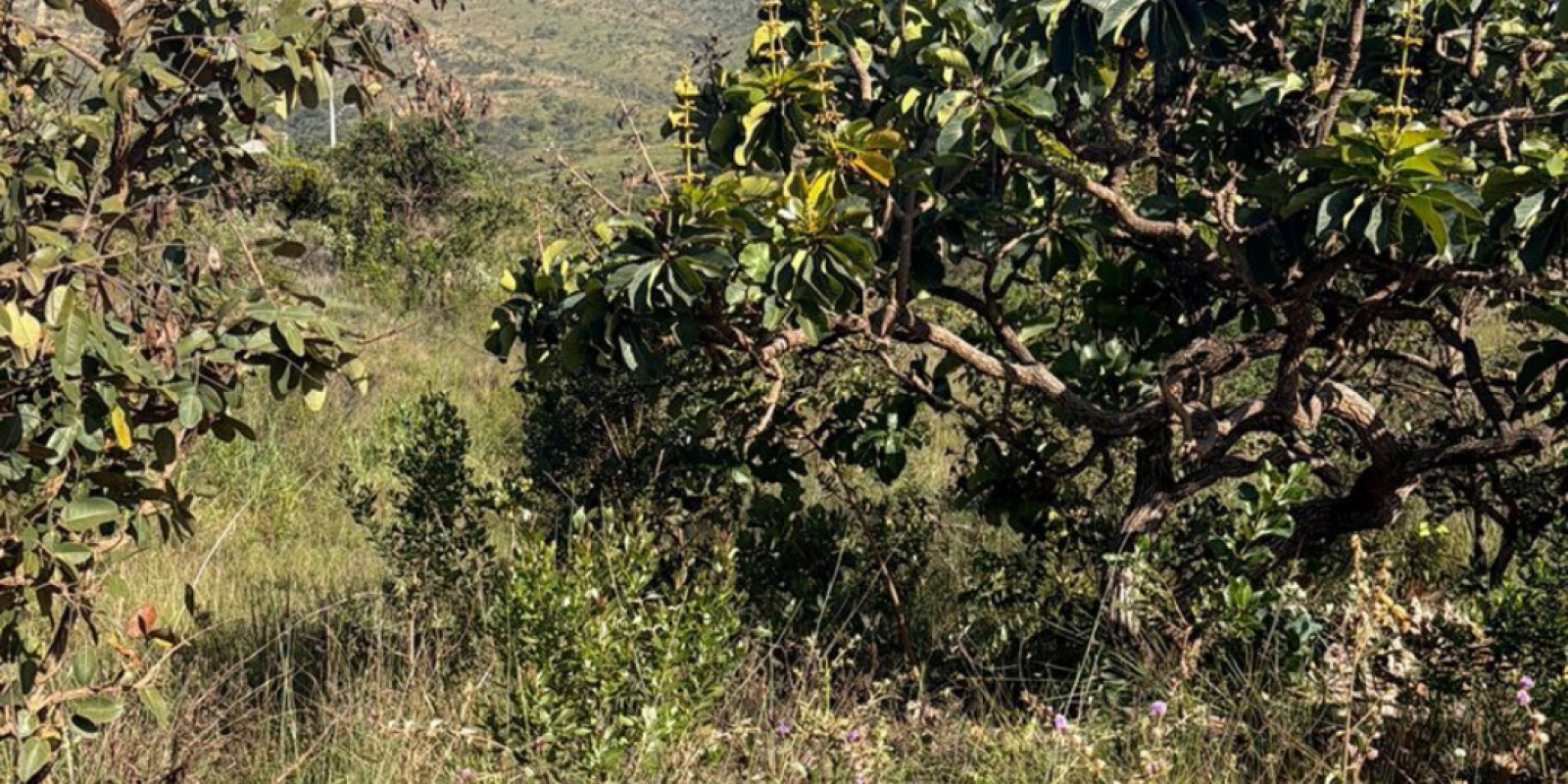 LOTE Á VENDA EM CAETANÓPOLIS/MG  - Foto 3 de 4